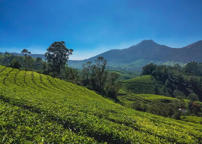 Munnar Valley View